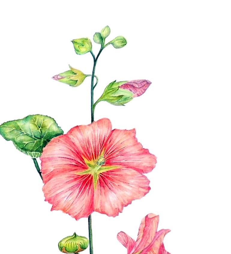 Original Other Botanic Painting by Elizabeth Sadler