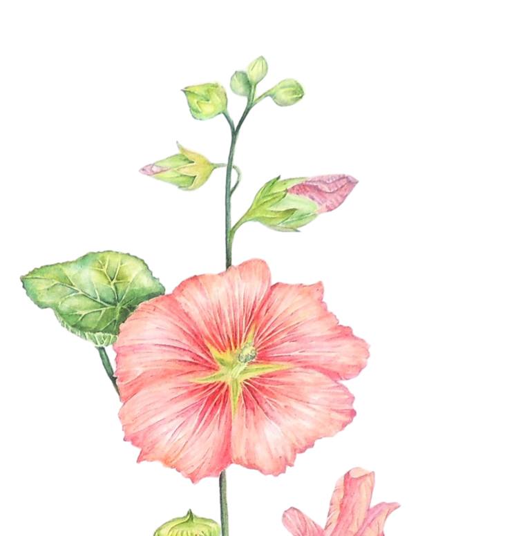 Original Fine Art Botanic Painting by Elizabeth Sadler