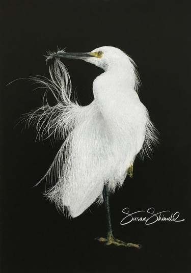 Snowy Egret thumb