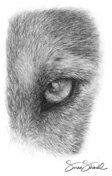 Wolf Eye thumb