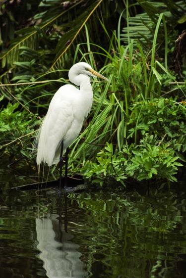Great Egret - Limited Edition of 50 thumb