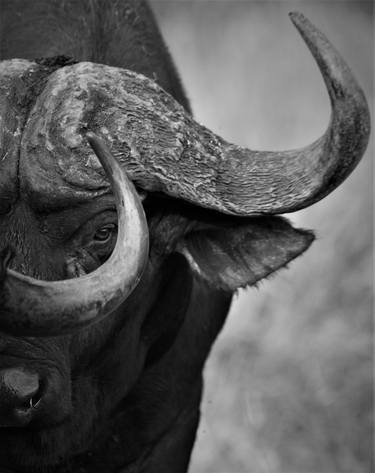 Powerful Cape Buffalo Image thumb