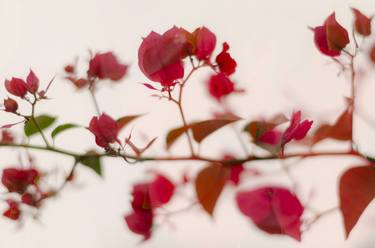 Print of Modern Botanic Photography by Анна Болибрух