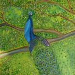 Peacock by Suma GV