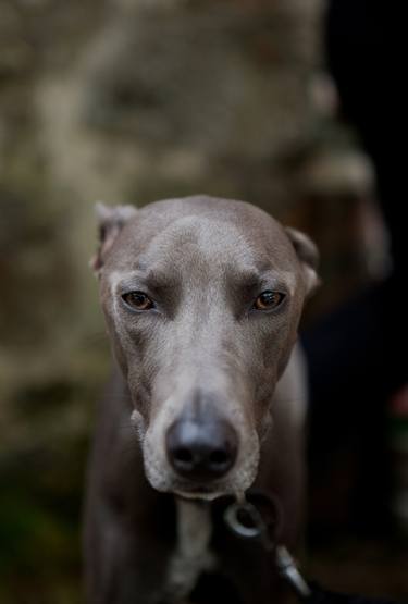 Original Dogs Photography by Olivia Hemingway