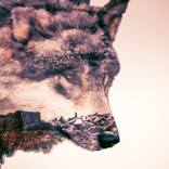 Collection Double Exposures