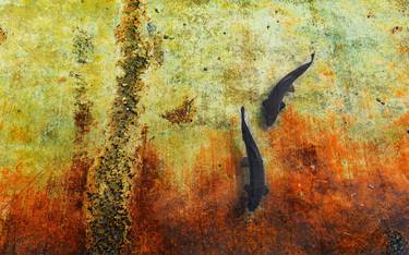 Original Abstract Animal Photography by Isabel Chenoweth