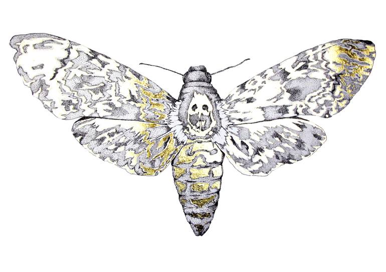 Gold Leaf Death Moth Drawing By Jonathan Hillson 