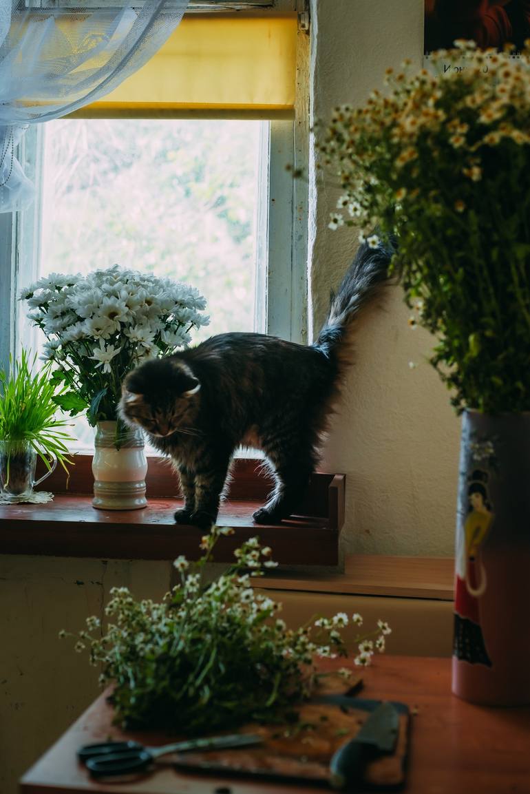 florist cat - Limited Edition of 10 - Print