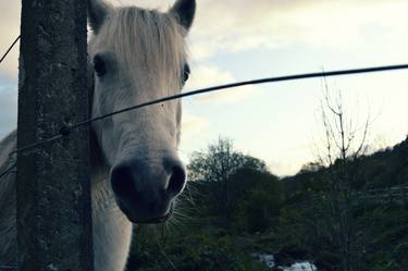 Print of Documentary Animal Photography by Ida Thomasdotter