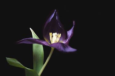 Flowerportrait #3 Shining Tulip - Limited Edition of 10 thumb
