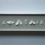 Collection Collection 2