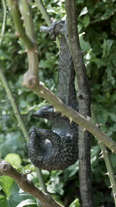 The black-bellied tree Pangolin "Hanging about" thumb