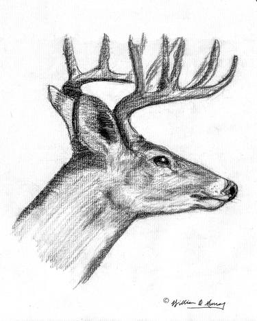 Original Animal Drawings by William Murray