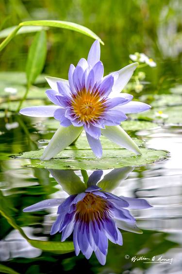 Water Lily Symmetry thumb