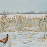 Pheasant in winter by Richard Morris