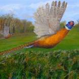 Pheasant flight by Richard Morris