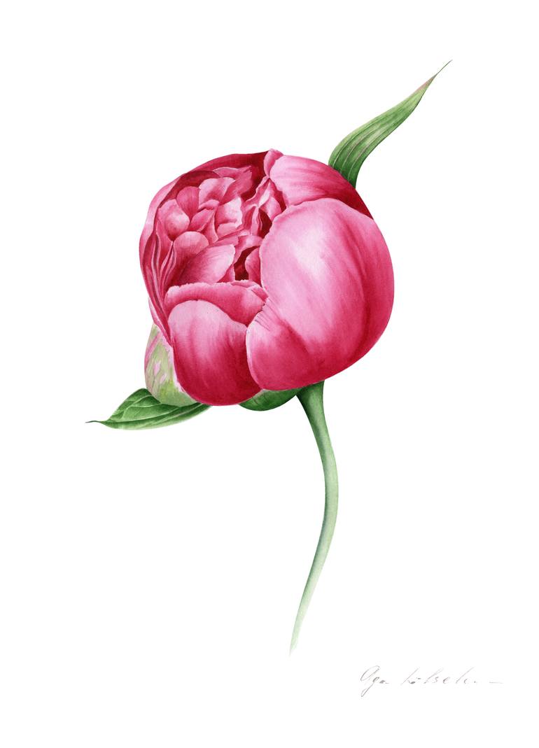 Silk Peony Bud Painting by Olga Koelsch | Saatchi Art