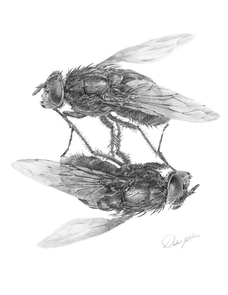 2 Flys Drawing by dietrich kleffel