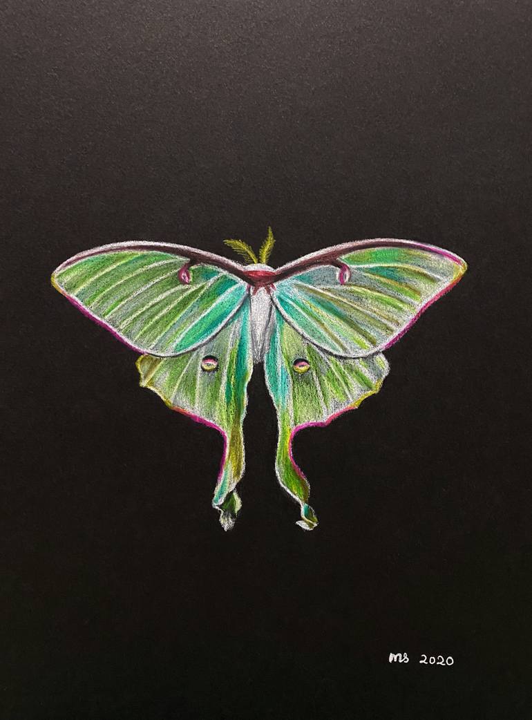 Luna Moth Drawing by Mavis Seah Saatchi Art