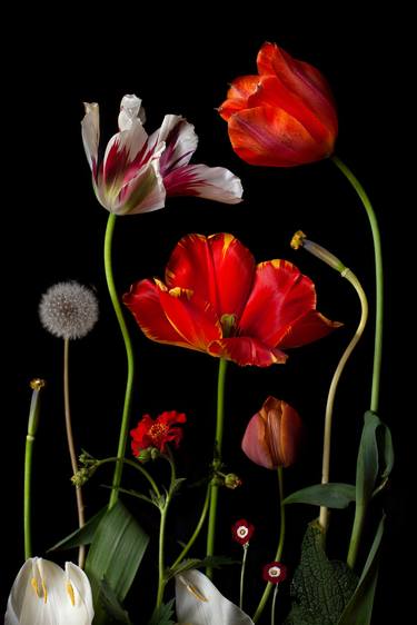 Original Contemporary Botanic Photography by Benn Storey