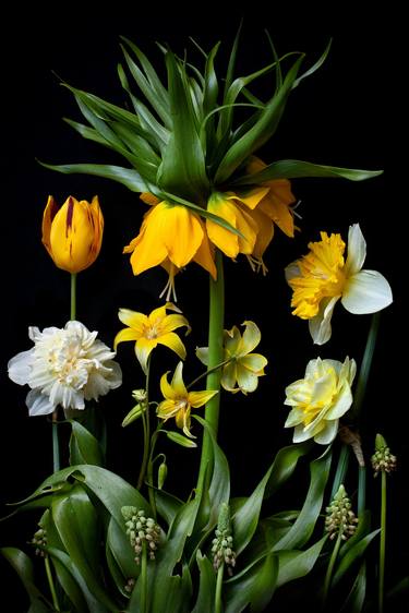 Garden Construct Series #215. Crown Imperial Fritillaria thumb