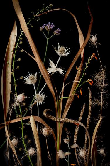 Original Contemporary Botanic Photography by Benn Storey