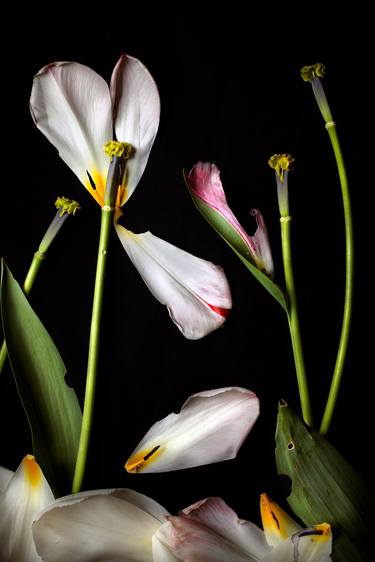 Original Fine Art Botanic Photography by Benn Storey