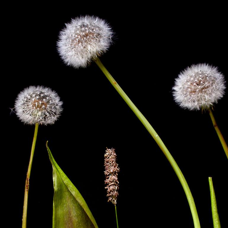 Original Contemporary Botanic Photography by Benn Storey
