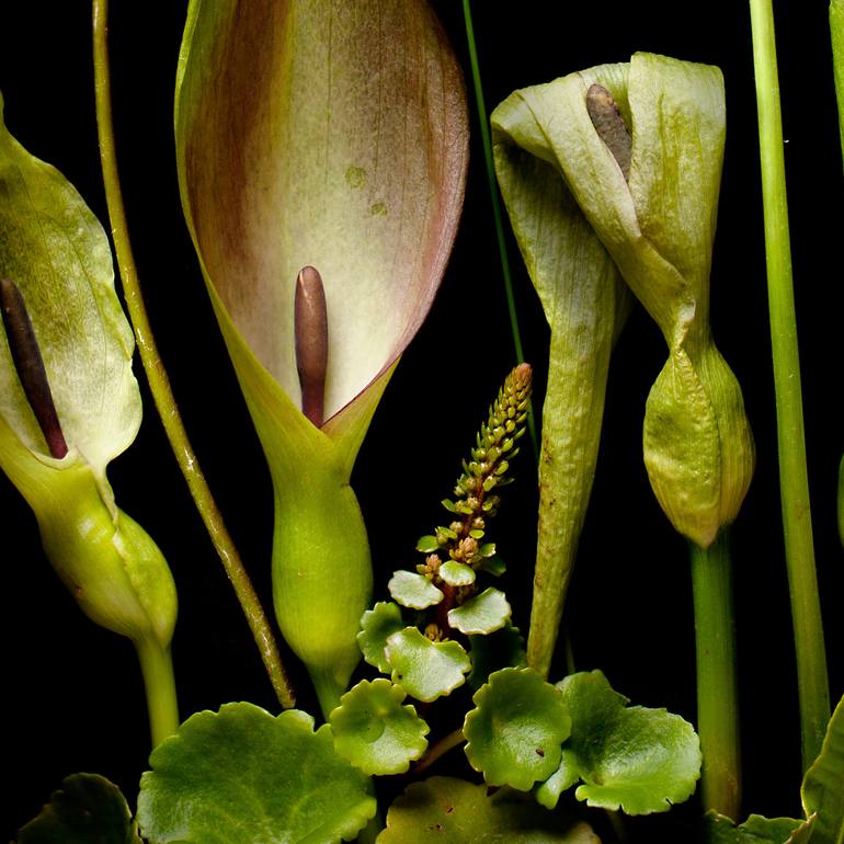 Original Contemporary Botanic Photography by Benn Storey