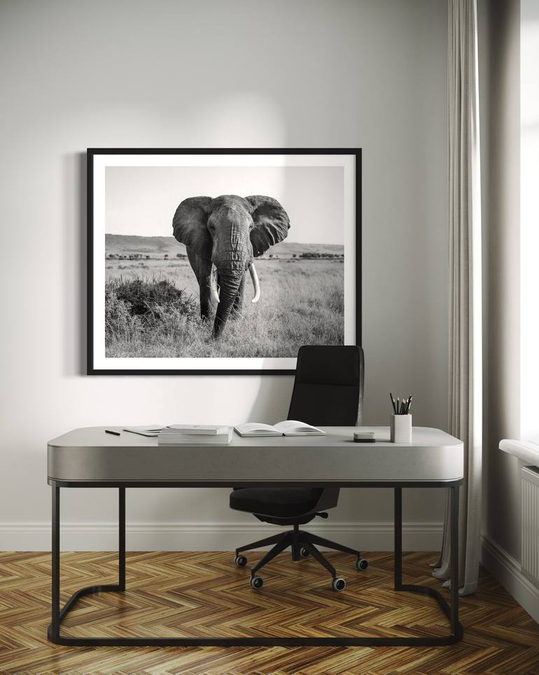 Original Black & White Animal Photography by Steele Burrow