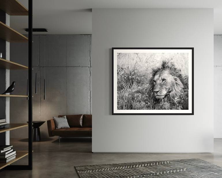 Original Black & White Animal Photography by Steele Burrow