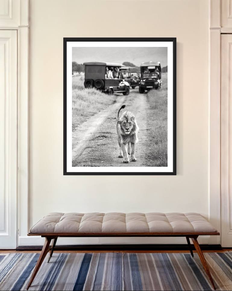 Original Black & White Animal Photography by Steele Burrow