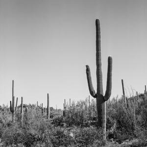 The Sentinel - 30x30 Limited Edition Print (Series of 50)
