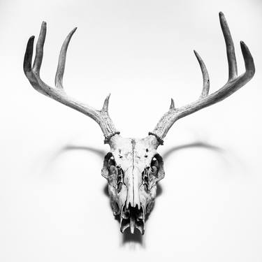 Original Animal Photography by Steele Burrow