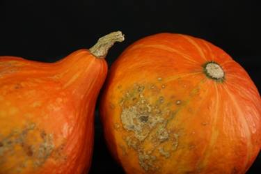 Pumpkins thumb