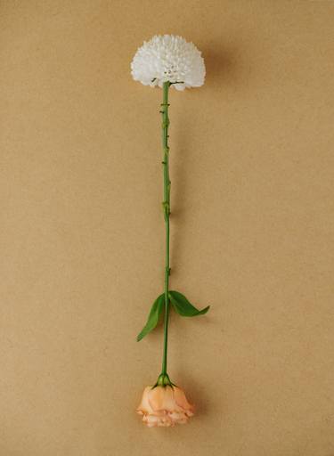 Print of Art Deco Floral Photography by CHUAN CHENG CHOU