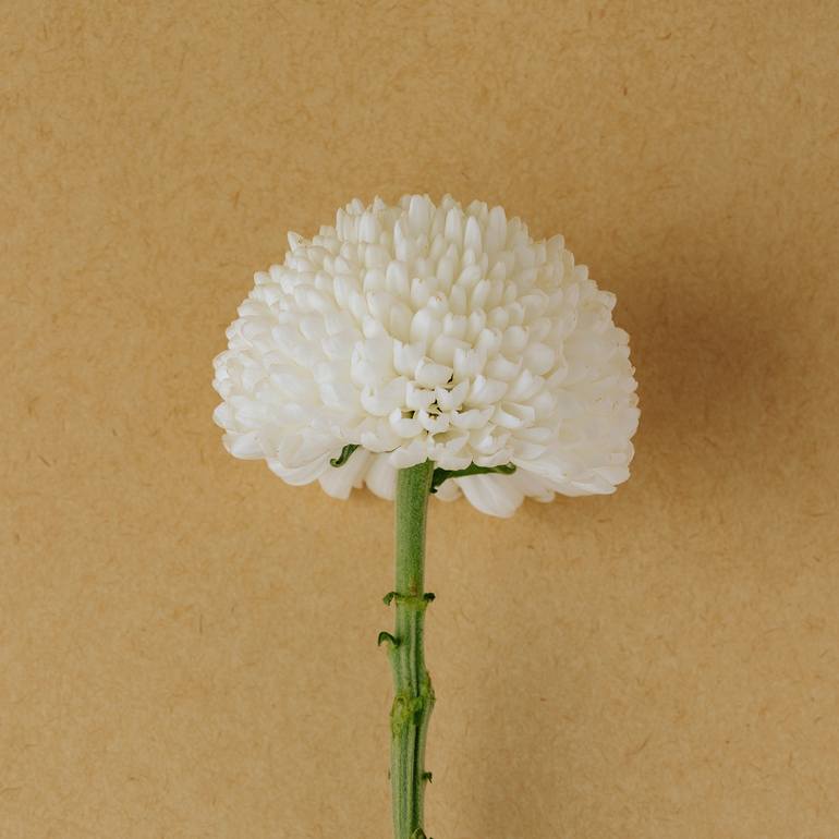 Original Floral Photography by CHUAN CHENG CHOU