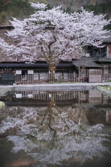 Reflection of Japanese cherry trees - Limited Edition of 12 thumb