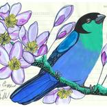 Little Black Capped Tanager by Fran Giffard