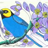 Little Saffron Crowned Tanager by Fran Giffard