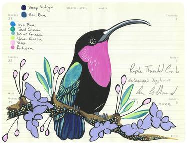 Purple Throated Carib thumb