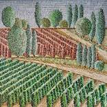 Vineyards by daria dmitrieva