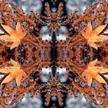 Collection Autumn Symphony