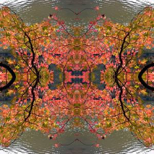 Collection Autumn Symphony