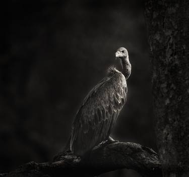 Indian Vulture - Limited Edition of 10 thumb