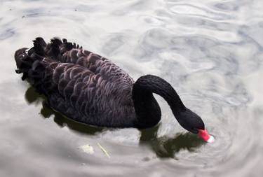 Black swan drifting soft autumn waters thumb