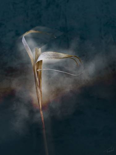 Original Figurative Floral Photography by Françoise Vaal