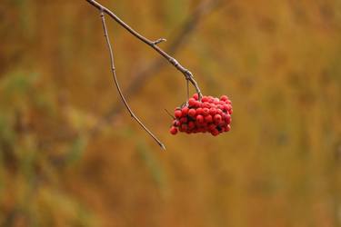 Mountain ash thumb