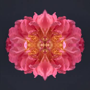 Original Modernism Botanic Photography by Erin Derby